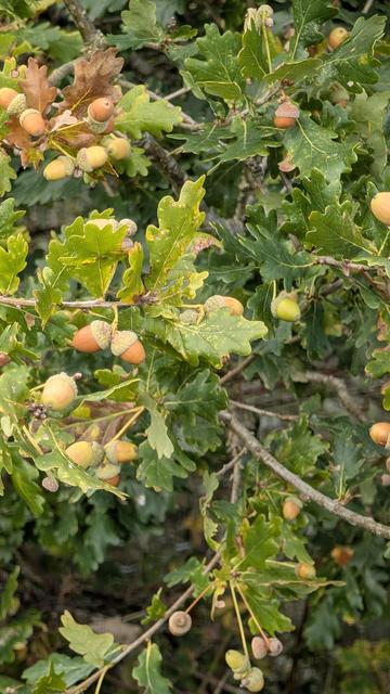 Acorns on a tree.