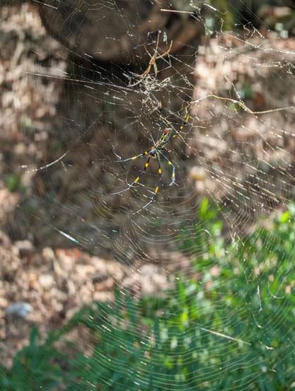 A Joro spider rests at the center of her web, suspended between green grass and brown forest floor. Her legs are long and striped in black and yellow, and the intricate web glimmers in sunlight. The spider’s calm stillness hides deadly precision—her trap is perfect.