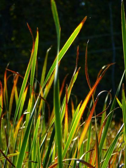 Tall grasses and rushes blow in the wind while being highlighted by the bright setting sun. The shapes and colours give the impression of flames. The background is out of focus green trees.