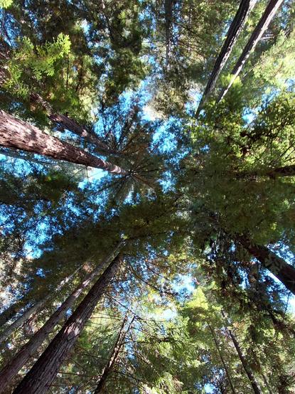 A stand of California redwood trees with the camera pointing straight up towards the sky.