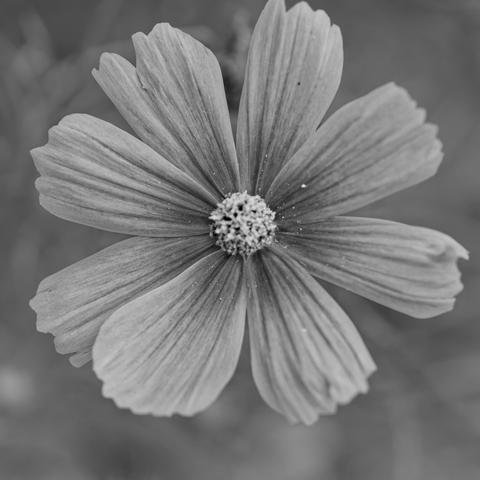 Monochrome flower with 8 irregular petals with ragged outside edges and radial lines extended from center to crinkled edge,  slightly darker in the center, with a granular looking center much brighter than the outside an a few round pollen grains scattered on the petals on the right side of the frame.
