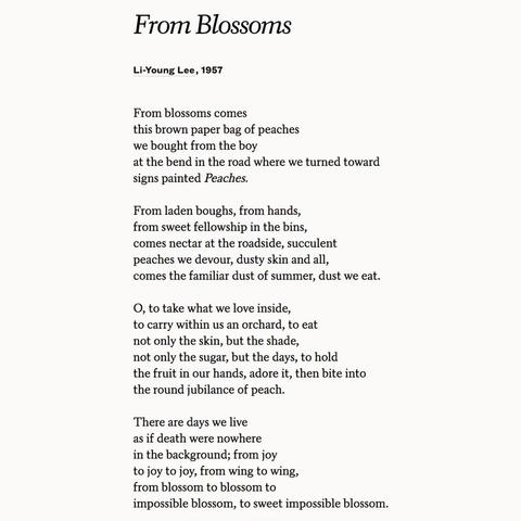 From Blossoms
Li-Young Lee, 1957
From blossoms comes
this brown paper bag of peaches we bought from the boy
at the bend in the road where we turned toward signs painted Peaches.
From laden boughs, from hands, from sweet fellowship in the bins, comes nectar at the roadside, succulent peaches we devour, dusty skin and all, comes the familiar dust of summer, dust we eat.
O, to take what we love inside, to carry within us an orchard, to eat not only the skin, but the shade, not only the sugar, but the days, to hold the fruit in our hands, adore it, then bite into the round jubilance of peach.
There are days we live as if death were nowhere in the background; from joy to joy to joy, from wing to wing, from blossom to blossom to impossible blossom, to sweet impossible blossom.