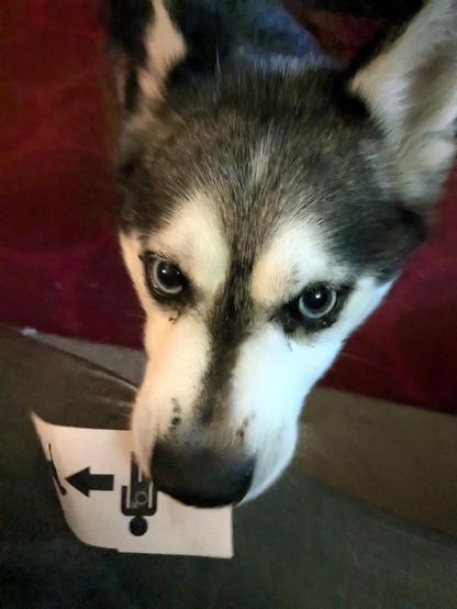 Close up of the head of a mini-husky named Rigby, with a slip of paper held in his mouth. He's staring at you with a conviction that you can hear his thoughts. The slip of paper has an abstract diagram of a person with an arrow pointing at a dog. This is perhaps meant to indicate that *some* person should give *something* to *some* dog. But Rigby has not yet learned to read alchemical symbols, so he does not notice the male and female symbols in the diagram, which indicate that the paper is a s…