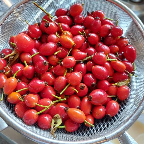 A metal sieve full of bright red rosehips.