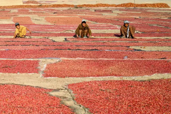 Boys lay pomegranate seeds out to dry in the sun.