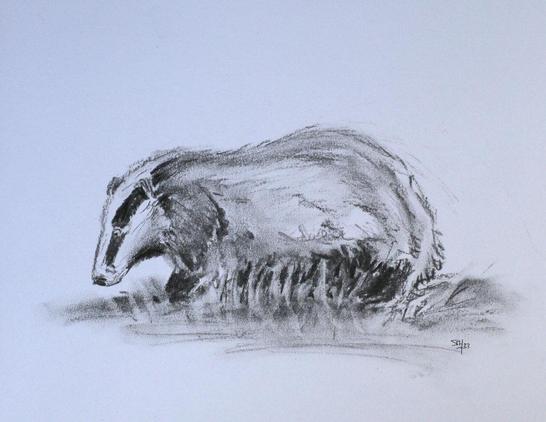 Houtskool tekening van een das gezien vanaf de zijkant.