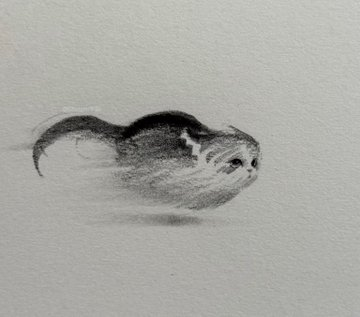 A pencil drawing of a small, fluffy kitten with large, dark eyes, seemingly floating or moving rapidly through the air. The kitten's body is rounded and rendered with a motion blur effect, and its tail curves behind it, also blurred to indicate speed.