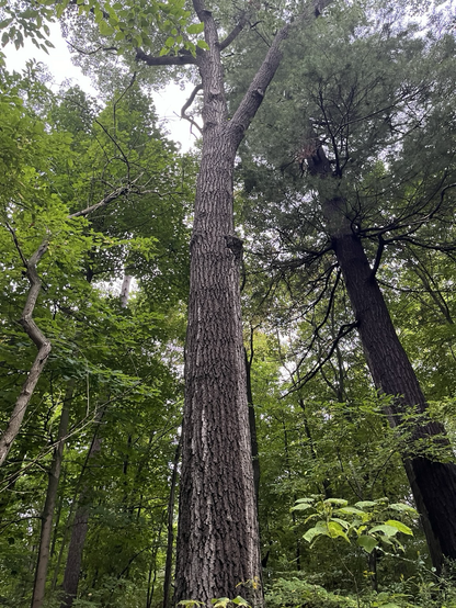 Just a tree