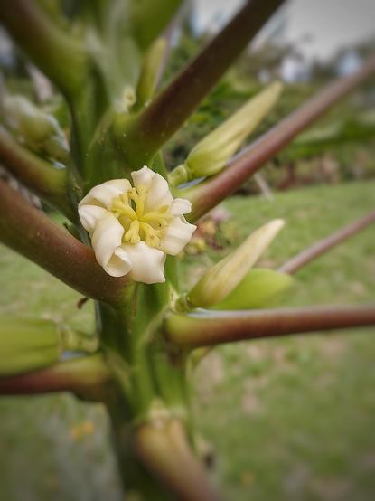 So beautiful. Papaya flower.
#Blackside #earthnow #elitepix #Flower #fotomasters #FrontView #hey_ihadtosnapthat #imagehub #lensculture #Nature #Outdoors  #picplanet #pictas #pictas_macro #podium #podium_macro #rebel_macro  #rebels_macro #rebels_united #Snap_community #Snap_community_member #Snap_depthoffield #Snap_flowers #Snap_macro #Snap_minimal #vero #verofamily #verofriends #verotography