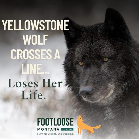 Call Montana Gov Giantforte to stop the wolf slaughter 855-318-1330 (tollfree) 406-444-3111 Yellowstone’s Wolf 1479F a beloved member of the Junction Butte Pack was shot and killed just outside the park in Montana’s Wolf Management Unit 316 It is time to end this reckless destruction Footloose Montana