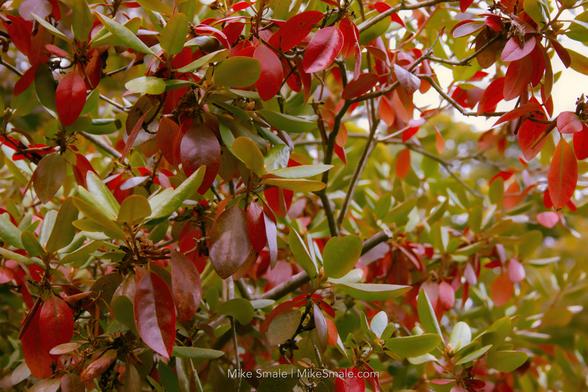 Vivid red and green leaves are seen enveloping the branches of a P.J.M. rhododendron, the red and brown leaves cast a strong contrast on the otherwise evergreen leaves.