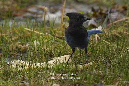 A black and dark blue bird with a crest, a black beak, and a long tail stands on a grassy patch on the shore. There is some kelp, pebbles and dead leaves on the ground. The bird holds what looks like a seed in its beak. It is looking at the camera sideways.