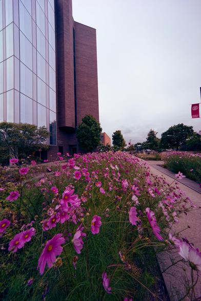 A sidewalk runs from the lower right corner up towards teh center left bounding a bed of purple flowers rising out of fine foliage with just a few visible on the other end of the sidewalk and red cornell banner hanging on a lampost that is just out of view;  on the left side a building of glass and steel towards the front and brick behind.