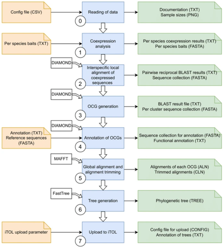 CoExpPhylo workflow. Details and reference: https://doi.org/10.1186/s12864-025-12061-3