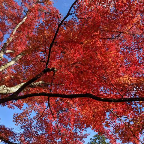 Red maple leaves at Yoshida-jinja.