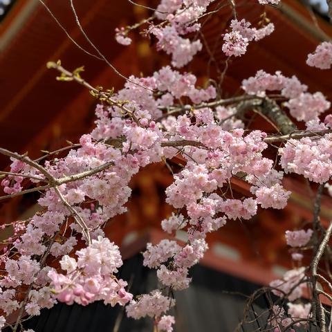 Cherry blossoms at Ninna-ji.