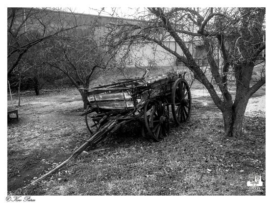 A broken wooden wagon with large spoked wheels sits abandoned among leafless trees, its structure weathered and partially collapsed.

The scene is rendered in black and white, enhancing the nostalgic and historical mood.

Scattered leaves and grass surround the wagon, while a corrugated metal building stands in the background.

The image evokes a sense of time paused—where utility has faded, but presence remains.