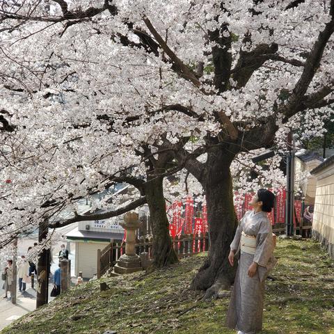Enjoying the cherry blossoms in Nara.