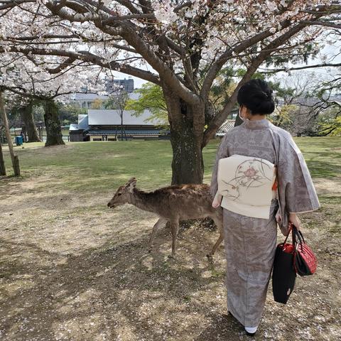 Enjoying the cherry blossoms in Nara.