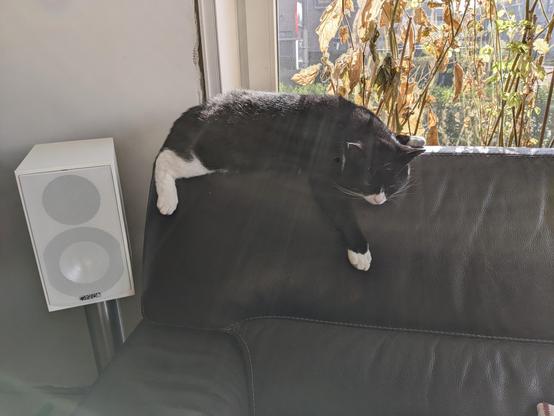 Black-and-white cat resting on the top of the couch