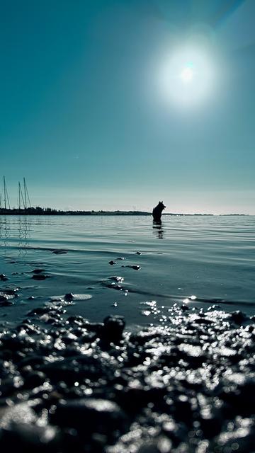 Eine Border Collie Hündin steht weit draussen im Wasser, es sieht so aus, als ob sie auf dem Wasser steht. Das Meer ist ruhig, der Himmel blau, die Sonne steht hoch am Himmel. Im Vordergrund ist etwas Ufer zu sehen.