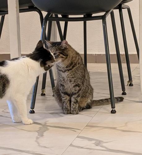 Eine braun-schwarz getigerte Katze sitzt unter eine Stuhl. Eine weiß und braun-schwarz gescheckte Katze steht vor ihr. Man berührt sich mit den Schnäuzchen.