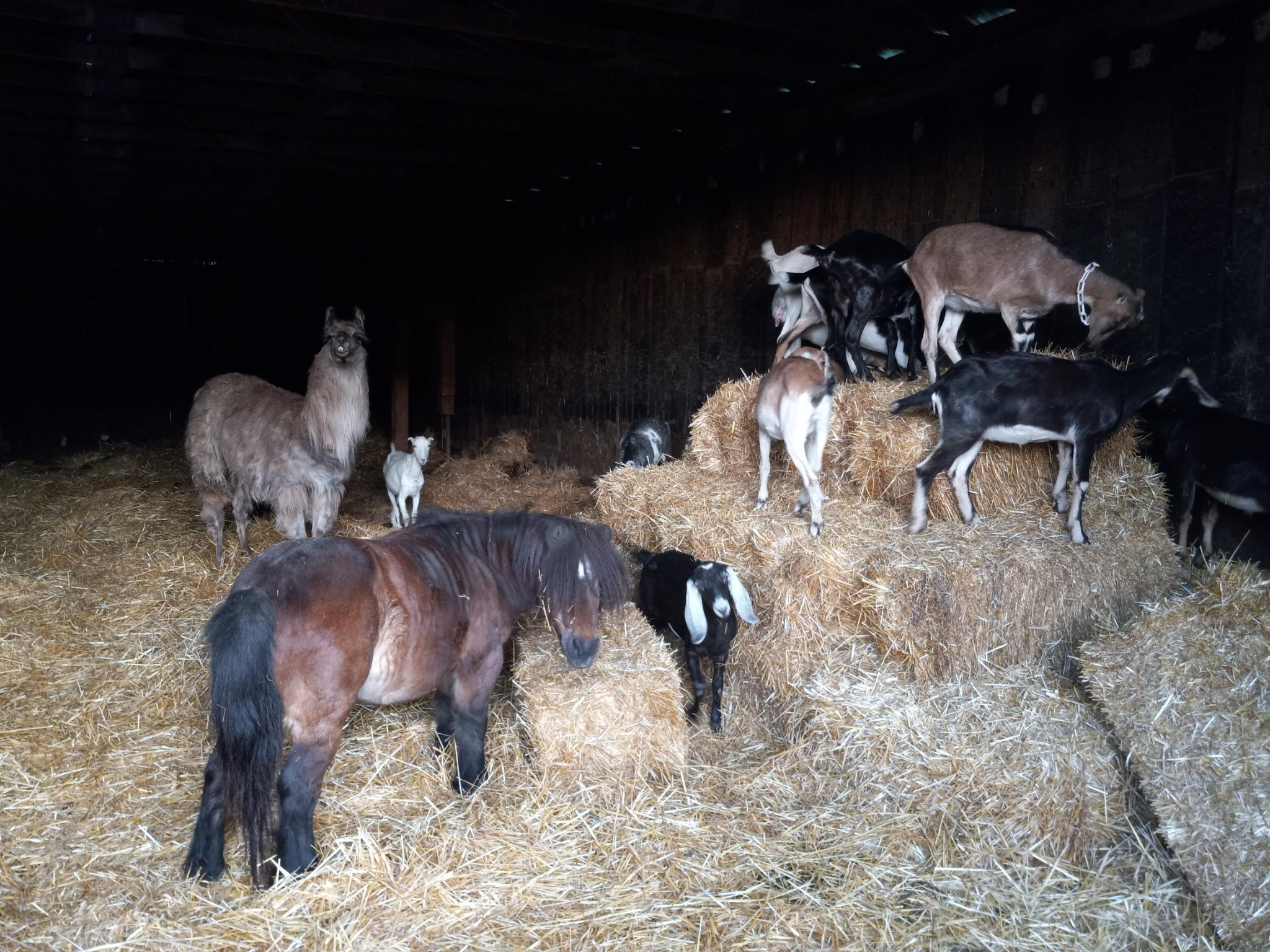 A small brown horse, a large brown llama, and a small black goat with long white ears all looking at the camera while standing next to a large pile of straw bales that is covered with black, white, and brown goats all happily climbing all over it. Everyone is inside a large barn, with straw all over the floor.