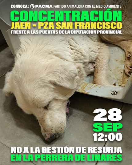 Cartel de la concentración en Jaén (Plaza San Francisco, frente a las puertas de la Diputación Provincial) el 28 de septiembre a las 12:00, convocada por PACMA. Aparece en la imagen un perro en condiciones deplorables, que vivía en la perrera de Linares. Debajo, el lema: "No a la gestión de Resurja en la perrera de Linares".