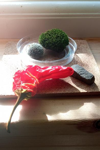 2 small round mosses, one green, one grey in a bottle cap. In front of this a red chili pepper and a small rock with very square corners.