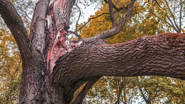 Tree with broken branch.