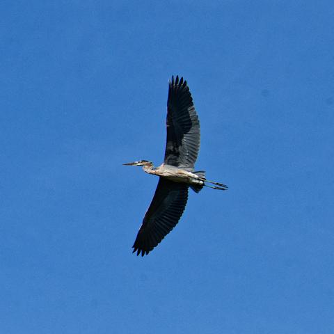 A bird has its wide wings spread with notable feathers all around the back and to the tips,  grey near the middle and dark in the front and the edges.  It has its legs pointed straight behind itself and an S-shaped neck