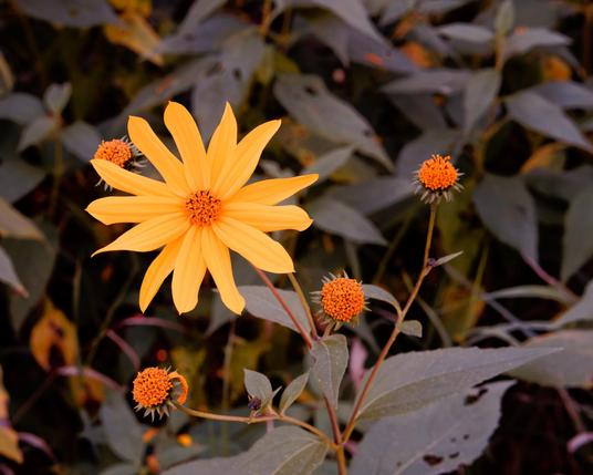 A yellow flower with 12 long petals with creases running along the length is surrounded by 4 discs of the same flower that ahve lost their petals as wel as lots o many green leaves that are a bit bug-eaten.