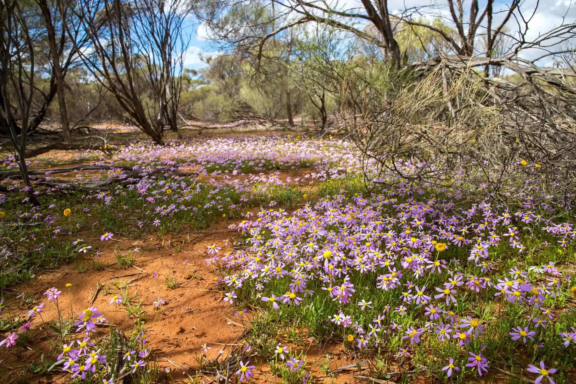 Pink Swan River daisies (Brachyscome iberidifolia)
Each year Pamela Jennings leads a wildflower photography tour travelling north of Perth towards Moora, Mingenew and Morawa, then on to Mullewa and Pindar and finally across to Kalbarri national park