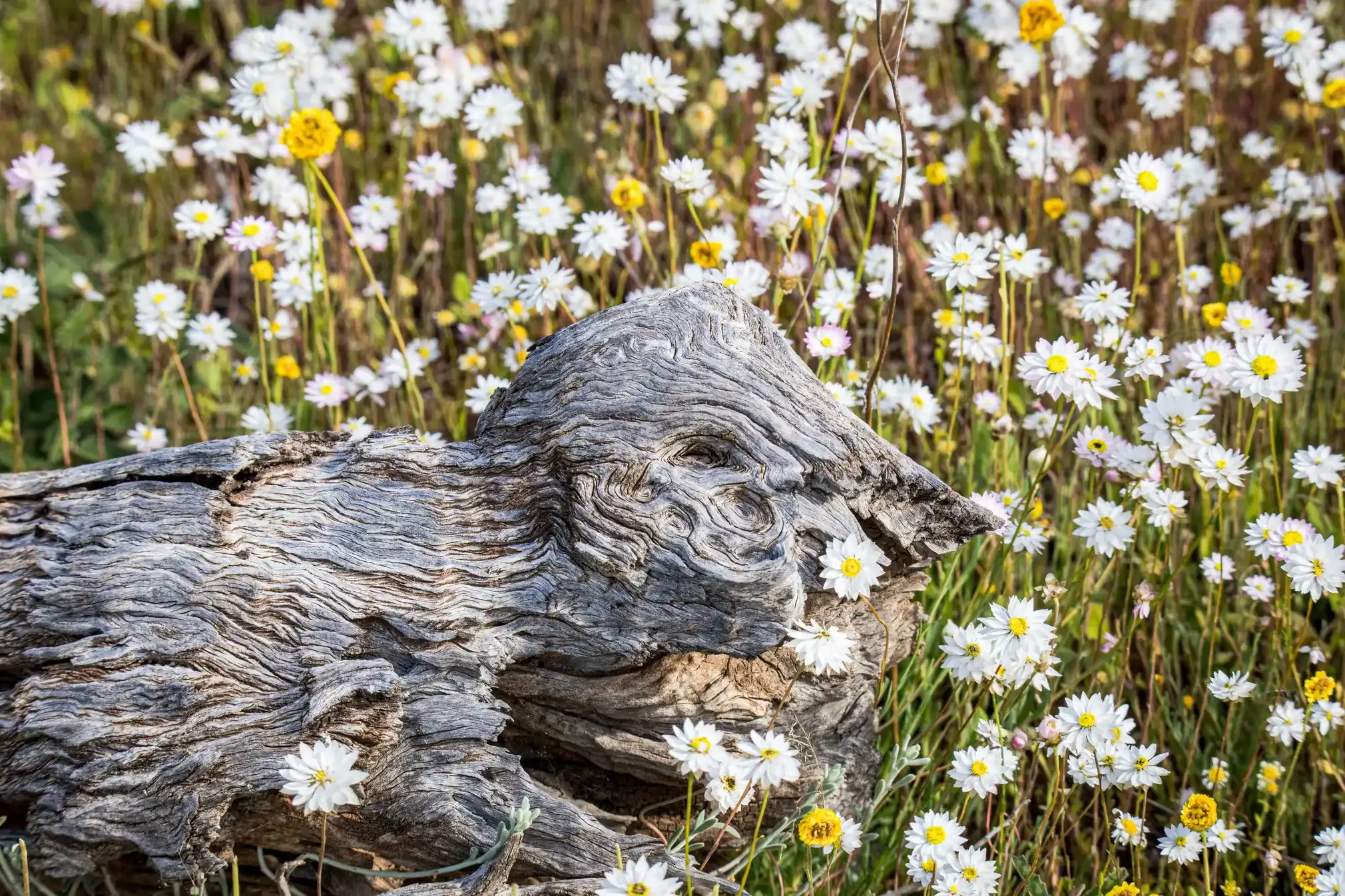 White splendid everlasting (Rhodanthe chlorocephala)