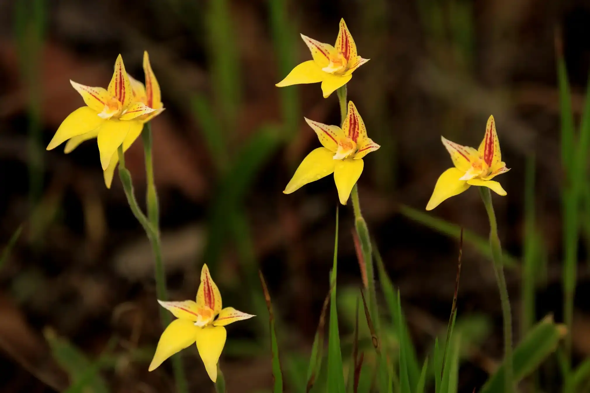 Cowslip orchids (Caladenia flava)