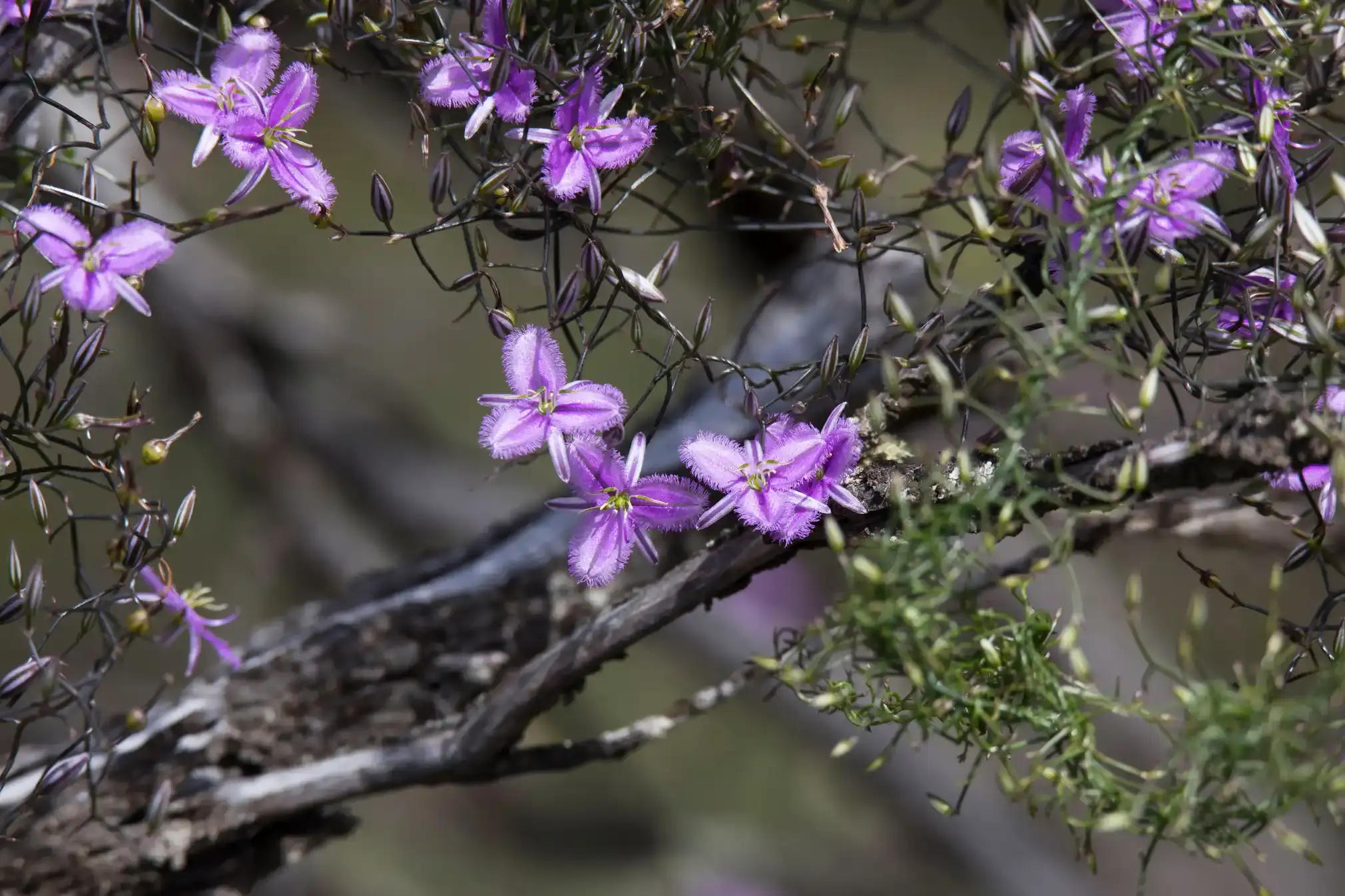 Climbing fringe lilies (Thysanotus patersonii)