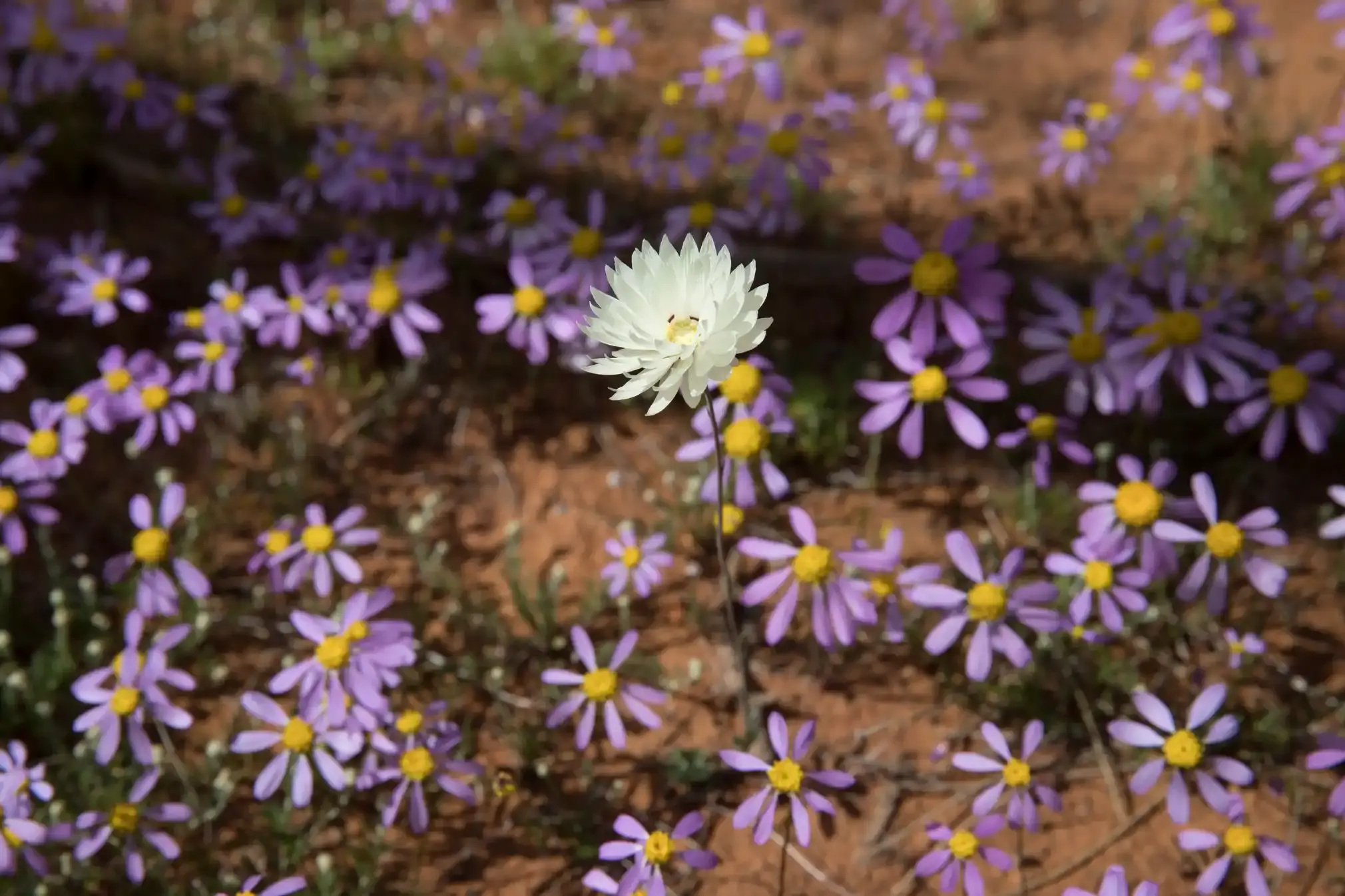 A white splendid everlasting surrounded by pink Swan River daisies.