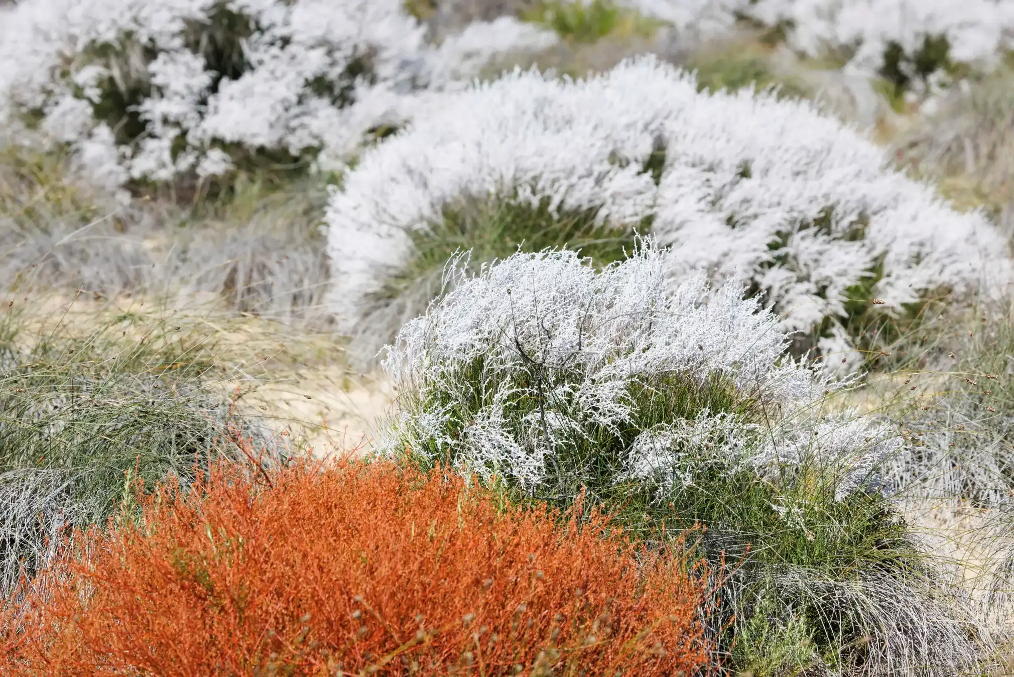 White common smokebush (Conospermum stoechadis)
