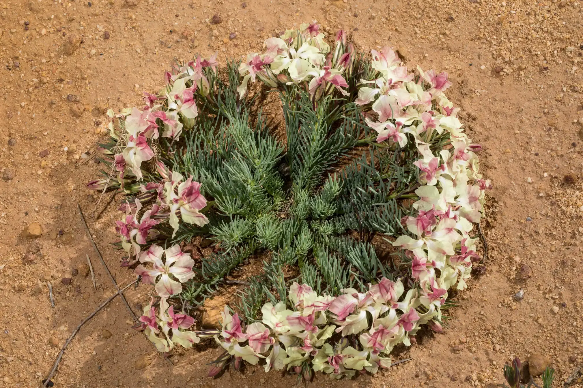 Wreath flowers (Lechenaultia macrantha)
Rare wildflowers that bloom in a circular pattern on the ground.