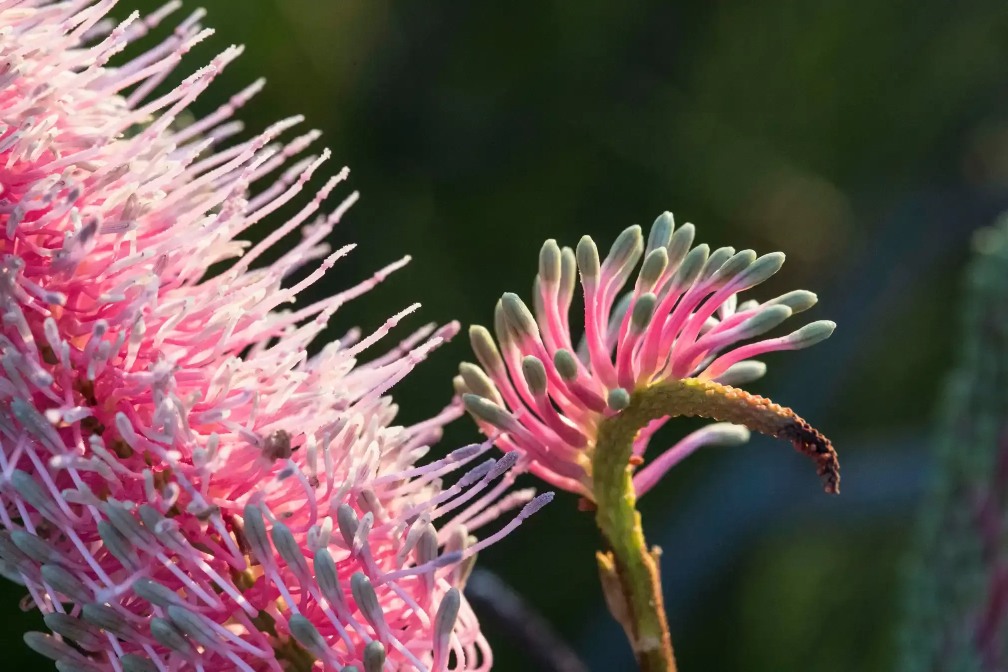 Hakea (looks like a pink pincushion).