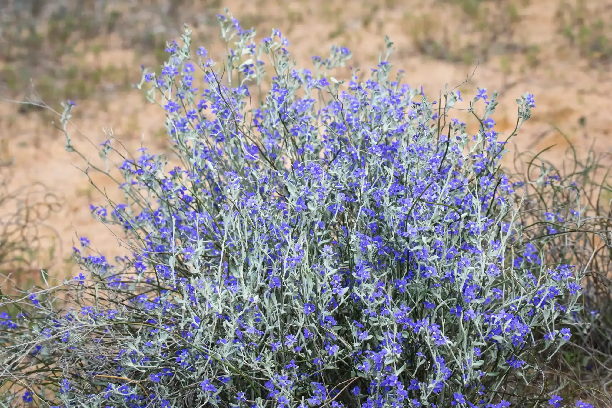 Grooved dampiera (Dampiera lanceolata) (blue bush)