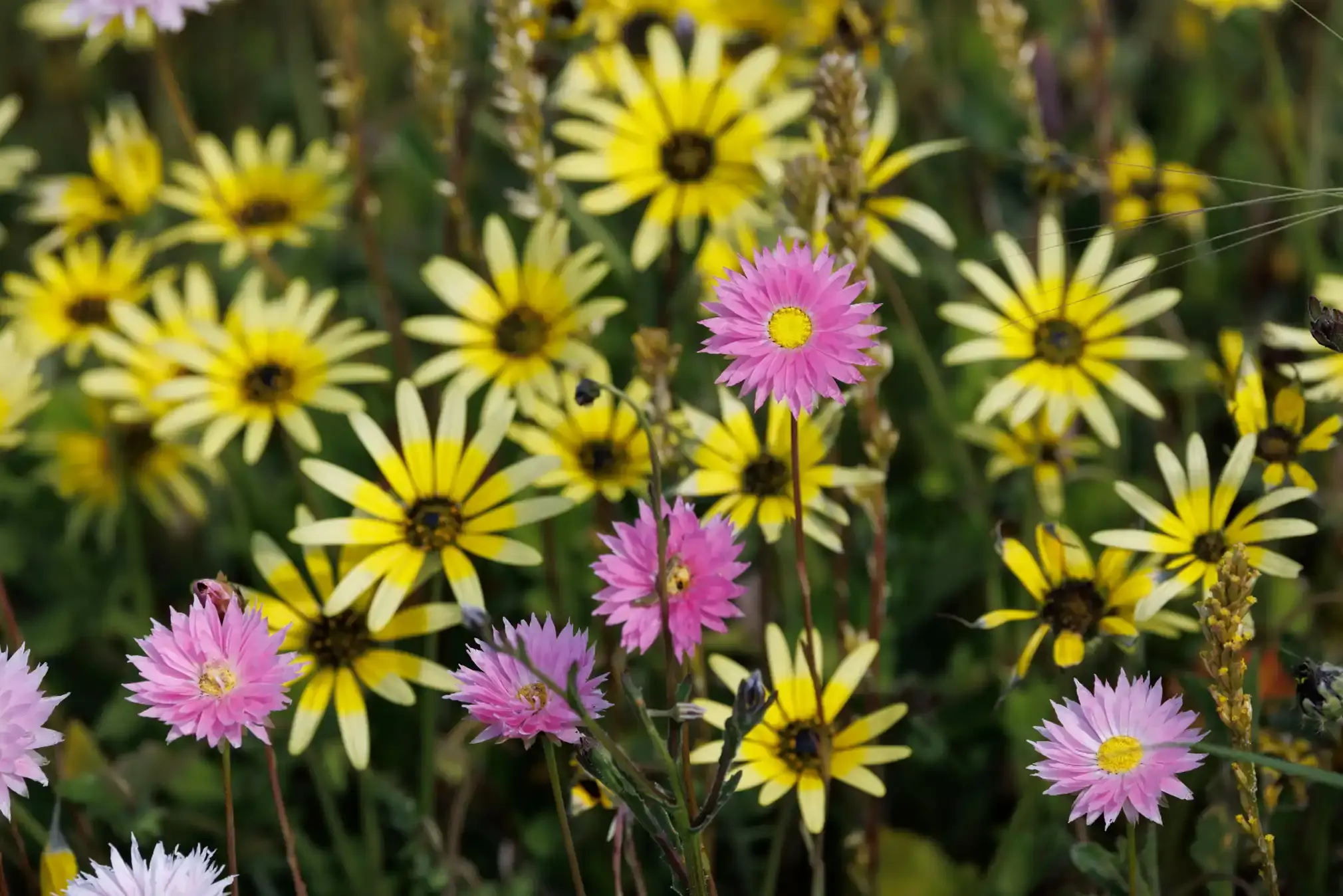 Yellow common daisies with pink everlasting