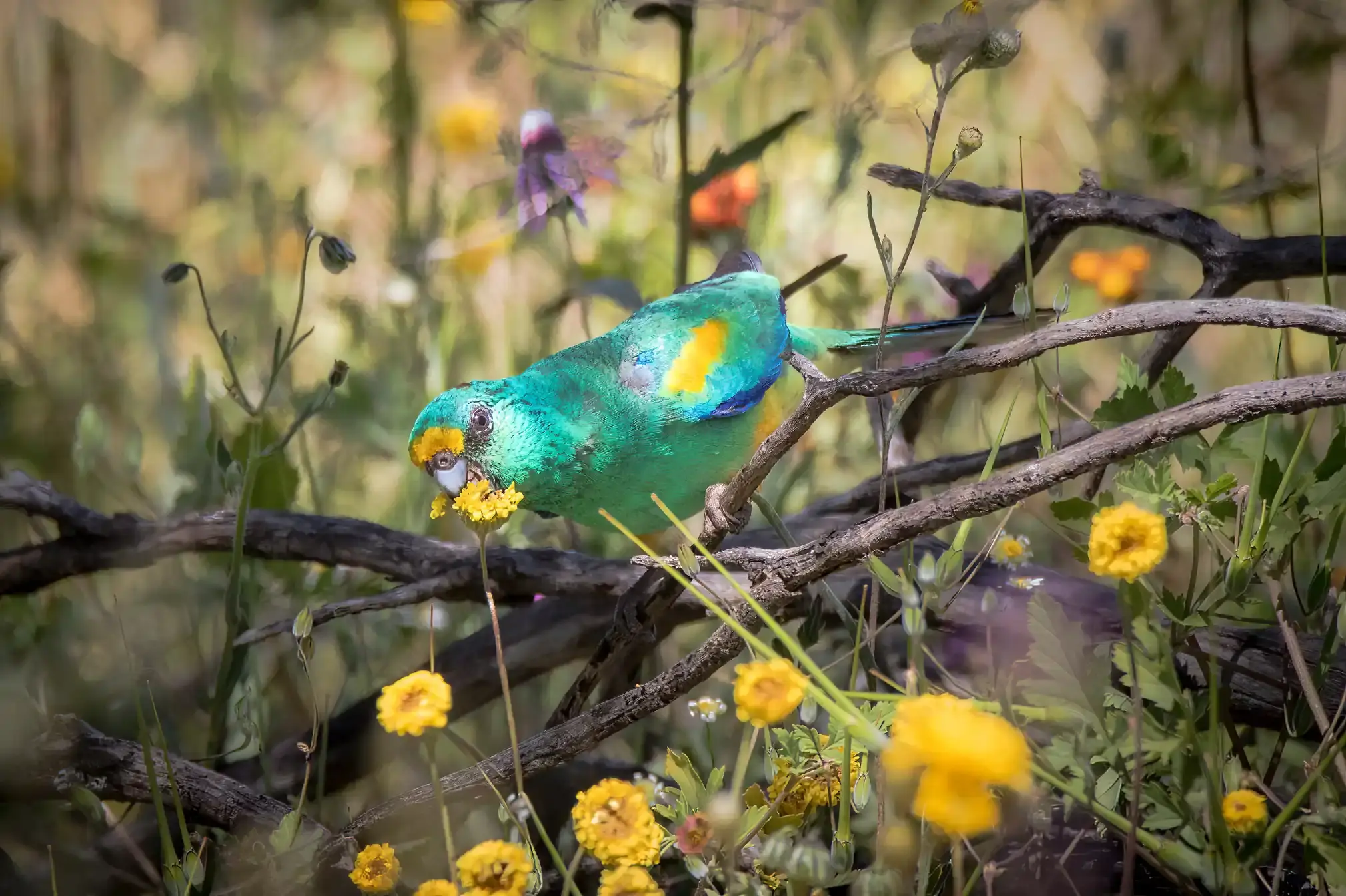 A blue mulga parrot with yellow/orange patches (Psephotellus varius) feeding on wildflowers.