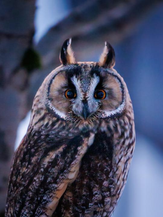 Long eared owl
