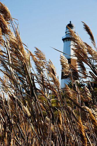 A lighthouse at Montauk, Long Island, seen from behind tall grasses.
