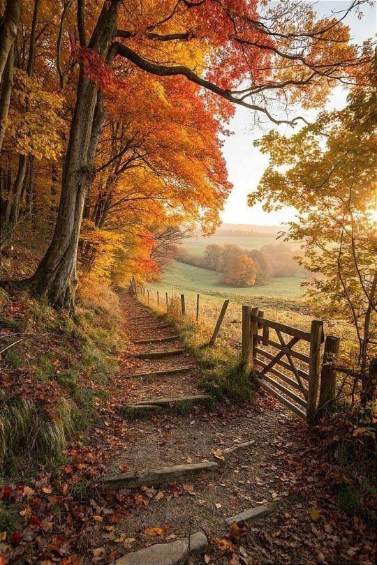 An autumn country path.