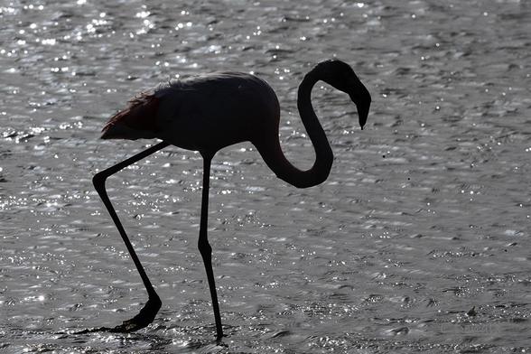 La silhouette d'un flamant rose marchant dans l'eau avec une pattelevée apparaissant en noir en blanc