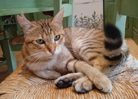 A large tabby cat curled up on a green kitchen chair. His back paws elegantly crossed, with a front paw lying across, black striped tail flicking up in the air. He has something important to say..