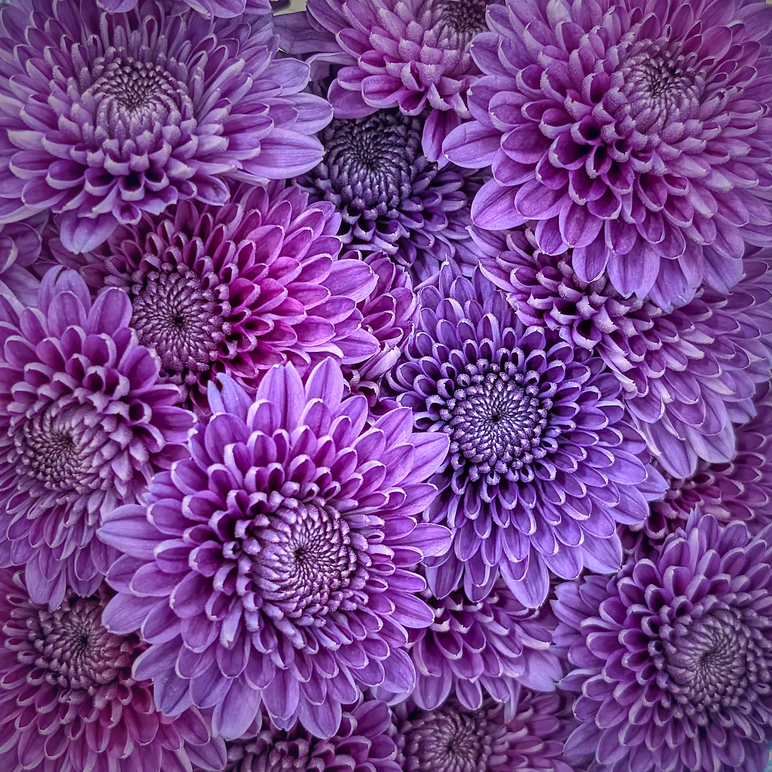 Closeup of a bundle of purple Chrysanthemums, square frame, purple flowers wall to wall, about a dozen in all. Closeup of a bundle of purple Chrysanthemums, square frame, purple flowers wall to wall, about a dozen in all.