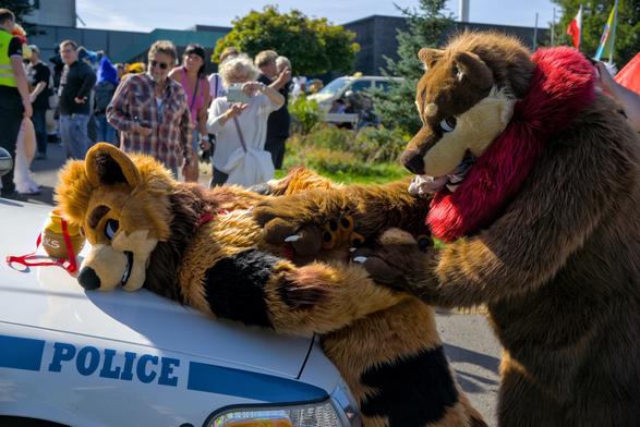 Bär Fursuiter biegt anderen Bär Fursuiter über die Haube eines Polizeiwagens